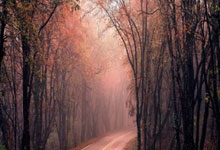 从突破利刃到组织核心！杰伦格林21+8+6展现休斯顿新核全能形态！.